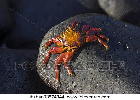 "Red Rock Crab (Grapsus grapsus), Espanola Island, Galapagos Islands, Ecuador, South America" View Large Photo Image Picture - "Red Rock Crab (Grapsus grapsus), Espanola Island, Galapagos Islands, Ecuador, South America". Fotosearch