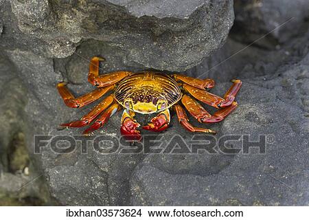 Picture - "Red Rock Crab (Grapsus grapsus), San Salvador Island, Galapagos Islands, Ecuador, South America". Fotosearch