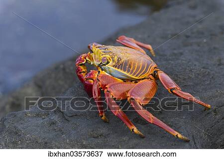 "Red Rock Crab (Grapsus grapsus), San Salvador Island, Galapagos Islands, Ecuador, South America" View Large Photo Image Stock Photo - "Red Rock Crab (Grapsus grapsus), San Salvador Island, Galapagos Islands, Ecuador, South America". Fotosearch