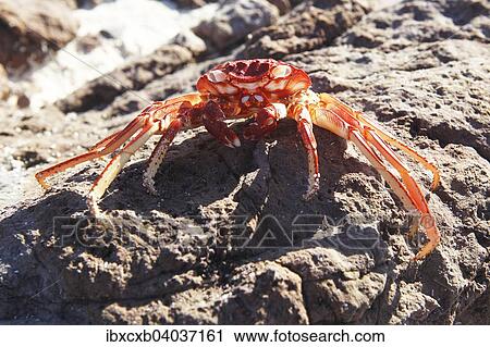 "Red Rock Crab (Grapsus grapsus), Monuriki Island, Mamanucan Islands, Fiji, Oceania" View Large Photo Image Stock Image - "Red Rock Crab (Grapsus grapsus), Monuriki Island, Mamanucan Islands, Fiji, Oceania". Fotosearch