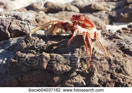 "Red Rock Crab (Grapsus grapsus), Monuriki Island, Mamanucan Islands, Fiji, Oceania" View Large Photo Image Stock Image - "Red Rock Crab (Grapsus grapsus), Monuriki Island, Mamanucan Islands, Fiji, Oceania". Fotosearch