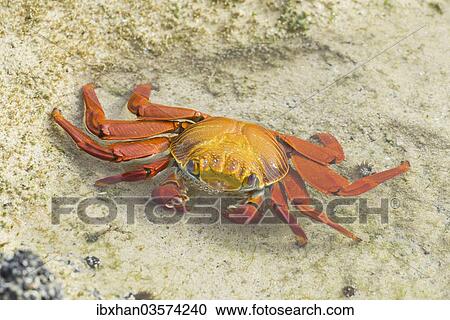 Stock Image - "Red Rock Crab (Grapsus grapsus), Floreana, Galapagos Islands, Ecuador, South America". Fotosearch