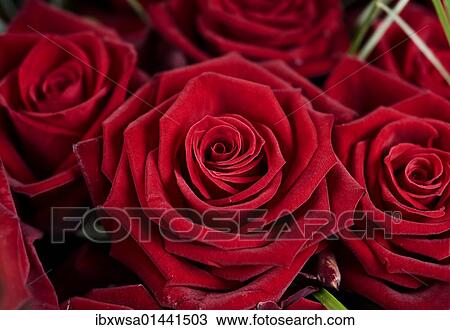 Red Rose blossoms (Rosa) View Large Photo Image Stock Image - Red Rose blossoms (Rosa). Fotosearch