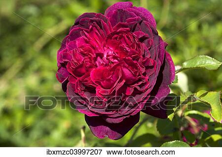 Red Rose flower (Rosa 'Heathcliff') View Large Photo Image Stock Photo - Red Rose flower (Rosa 'Heathcliff'). Fotosearch
