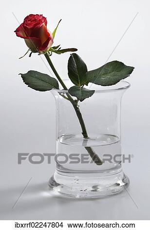 Picture - Red rose in a vase. Fotosearch