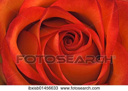 Stock Image - "Red rose (Rosa), close-up". Fotosearch