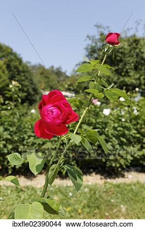 Red rose (Rosa) View Large Photo Image Picture - Red rose (Rosa). Fotosearch