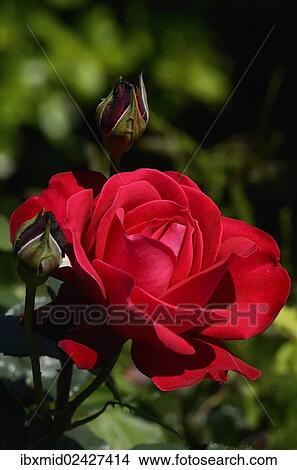 "Red rose (Rosa sp. ), flower, Moriani, Corsica, France, Europe" View Large Photo Image Picture - "Red rose (Rosa sp. ), flower, Moriani, Corsica, France, Europe". Fotosearch