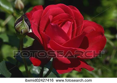 "Red Rose (Rosa sp. ), flower, Moriani, Corsica, France, Europe" View Large Photo Image Stock Photograph - "Red Rose (Rosa sp. ), flower, Moriani, Corsica, France, Europe". Fotosearch