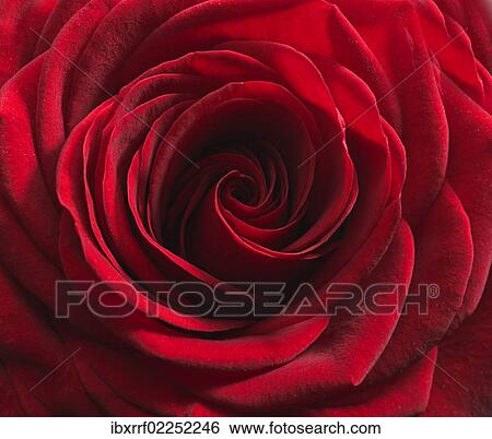 Red rose (Rosa) View Large Photo Image Stock Photograph - Red rose (Rosa). Fotosearch
