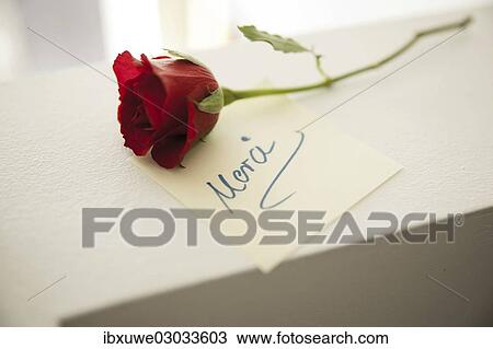 "Red rose with a note """"Merci"""", Mannheim, Baden-Wurttemberg, Germany, Europe" View Large Photo Image Stock Image - "Red rose with a note """"Merci"""", Mannheim, Baden-Wurttemberg, Germany, Europe". Fotosearch