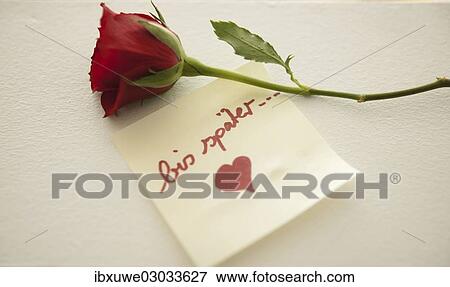 "Red rose with the note """"bis spater"""", German for """"see you later"""", Mannheim, Baden-Wurttemberg, Germany, Europe" View Large Photo Image Stock Photo - "Red rose with the note """"bis spater"""", German for """"see you later"""", Mannheim, Baden-Wurttemberg, Germany, Europe". Fotosearch