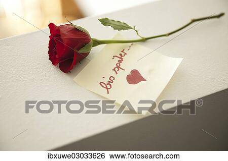 "Red rose with the note """"bis spater"""", German for """"see you later"""", Mannheim, Baden-Wurttemberg, Germany, Europe" View Large Photo Image Stock Photograph - "Red rose with the note """"bis spater"""", German for """"see you later"""", Mannheim, Baden-Wurttemberg, Germany, Europe". Fotosearch