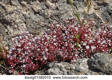 "Red saxifrage (Saxifraga), in crevice, Sardinia, Italy, Europe" View Large Photo Image Stock Image - "Red saxifrage (Saxifraga), in crevice, Sardinia, Italy, Europe". Fotosearch