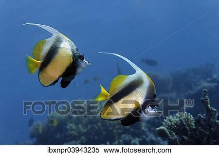 "Red Sea Bannerfish (Heniochus intermedius) at a coral reef, endemic species, Red Sea, Egypt, Africa" View Large Photo Image Stock Photography - "Red Sea Bannerfish (Heniochus intermedius) at a coral reef, endemic species, Red Sea, Egypt, Africa". Fotosearch