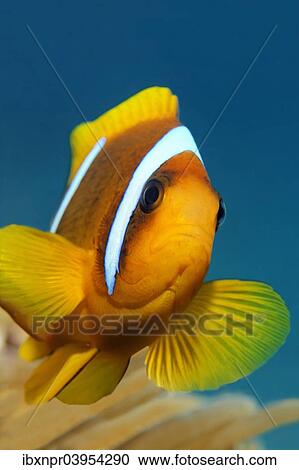 Stock Image - "Red Sea clownfish (Amphiprion bicinctus) in front of Anemone, Makadi Bay, Red Sea, Hurghada, Egypt, Africa". Fotosearch
