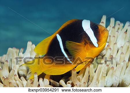 Stock Image - "Red Sea clownfish (Amphiprion bicinctus) in front of Anemone, Makadi Bay, Red Sea, Hurghada, Egypt, Africa". Fotosearch