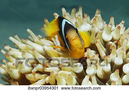 "Red Sea clownfish (Amphiprion bicinctus) in front of Anemone, Makadi Bay, Red Sea, Hurghada, Egypt, Africa" View Large Photo Image Stock Image - "Red Sea clownfish (Amphiprion bicinctus) in front of Anemone, Makadi Bay, Red Sea, Hurghada, Egypt, Africa". Fotosearch