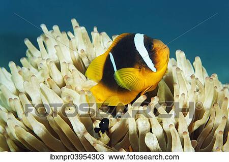 "Red Sea clownfish (Amphiprion bicinctus) in front of Anemone, Makadi Bay, Red Sea, Hurghada, Egypt, Africa" View Large Photo Image Stock Image - "Red Sea clownfish (Amphiprion bicinctus) in front of Anemone, Makadi Bay, Red Sea, Hurghada, Egypt, Africa". Fotosearch