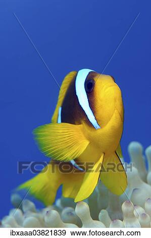 "Red Sea Clownfish (Amphiprion bicinctus), Red Sea, Egypt, Africa" View Large Photo Image Stock Photo - "Red Sea Clownfish (Amphiprion bicinctus), Red Sea, Egypt, Africa". Fotosearch