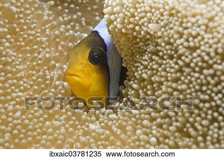 "Red Sea Clownfish or Two-banded Anemonefish (Amphiprion bicinctus) in a Haddon's Carpet Anemone (Stichodactyla haddoni), Red Sea, Egypt, Africa" View Large Photo Image Stock Photography - "Red Sea Clownfish or Two-banded Anemonefish (Amphiprion bicinctus) in a Haddon's Carpet Anemone (Stichodactyla haddoni), Red Sea, Egypt, Africa". Fotosearch