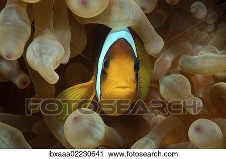 "Red Sea or Two-banded clownfish, Anemonefish (Amphiprion bicinctus), Red Sea, Egypt, Africa" View Large Photo Image Stock Image - "Red Sea or Two-banded clownfish, Anemonefish (Amphiprion bicinctus), Red Sea, Egypt, Africa". Fotosearch