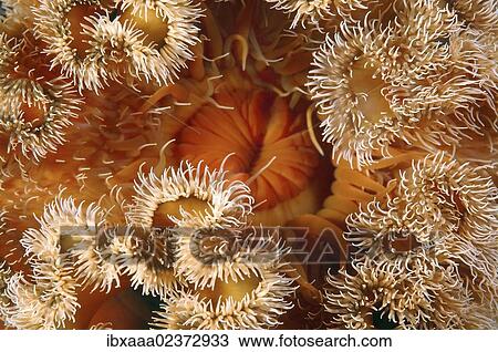 "Red senile anemone, Plumose anemone or Frilled anemone (Metridium senile), Japan Sea, Far East, Primorsky Krai, Russian Federation" View Large Photo Image Stock Image - "Red senile anemone, Plumose anemone or Frilled anemone (Metridium senile), Japan Sea, Far East, Primorsky Krai, Russian Federation". Fotosearch