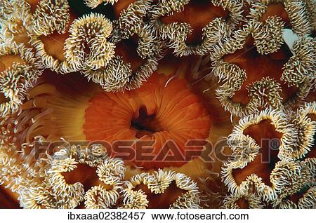 "Red senile anemone, Plumose anemone or Frilled anemone (Metridium senile), Japan Sea, Primorsky Krai, Russian Federation, Far East" View Large Photo Image Stock Photo - "Red senile anemone, Plumose anemone or Frilled anemone (Metridium senile), Japan Sea, Primorsky Krai, Russian Federation, Far East". Fotosearch