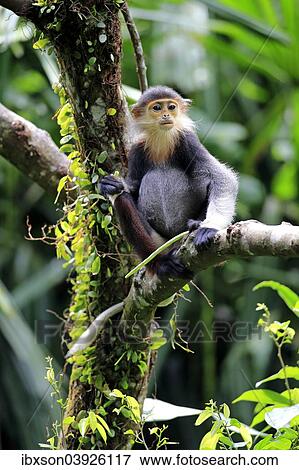 Stock Photo - "Red-shanked Douc or Douc Langur (Pygathrix nemaeus), subadult, on tree, Asia". Fotosearch