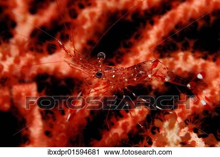 Stock Image - "Red shrimp (Leandrites sp. ), Maldives Island, Indian Ocean". Fotosearch
