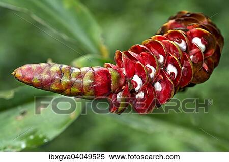 "Red Spiral Ginger or Costus plant (Costus sp. ) flower, Tambopata Nature Reserve, Madre de Dios Region, Peru, South America" View Large Photo Image Stock Photography - "Red Spiral Ginger or Costus plant (Costus sp. ) flower, Tambopata Nature Reserve, Madre de Dios Region, Peru, South America". Fotosearch