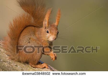 "Red Squirrel or Eurasian Red Squirrel (Sciurus vulgaris), North Hesse, Hesse, Germany, Europe" View Large Photo Image Stock Image - "Red Squirrel or Eurasian Red Squirrel (Sciurus vulgaris), North Hesse, Hesse, Germany, Europe". Fotosearch