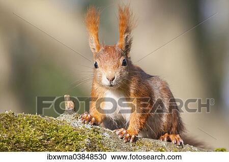"Red Squirrel or Eurasian Red Squirrel (Sciurus vulgaris), North Hesse, Hesse, Germany, Europe" View Large Photo Image Stock Image - "Red Squirrel or Eurasian Red Squirrel (Sciurus vulgaris), North Hesse, Hesse, Germany, Europe". Fotosearch