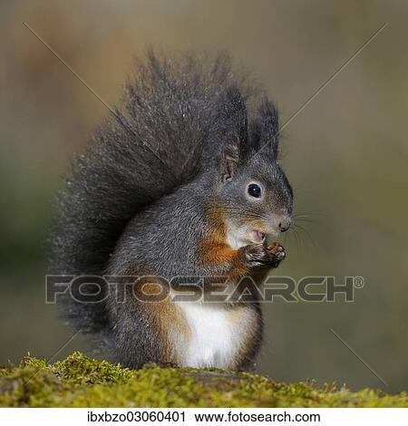 "Red Squirrel (Sciurus vulgaris), black morph, perched on a tree stump, Fischen, Allgau, Bavaria, Germany, Europe" View Large Photo Image Stock Image - "Red Squirrel (Sciurus vulgaris), black morph, perched on a tree stump, Fischen, Allgau, Bavaria, Germany, Europe". Fotosearch