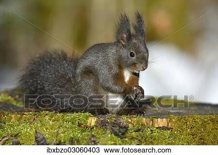 "Red Squirrel (Sciurus vulgaris), black morph, perched on a tree stump, Fischen, Allgau, Bavaria, Germany, Europe" View Large Photo Image Stock Image - "Red Squirrel (Sciurus vulgaris), black morph, perched on a tree stump, Fischen, Allgau, Bavaria, Germany, Europe". Fotosearch