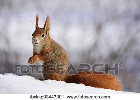 "Red Squirrel (Sciurus vulgaris) in the snow in winter, Leipzig, Saxony, Germany, Europe" View Large Photo Image Stock Image - "Red Squirrel (Sciurus vulgaris) in the snow in winter, Leipzig, Saxony, Germany, Europe". Fotosearch