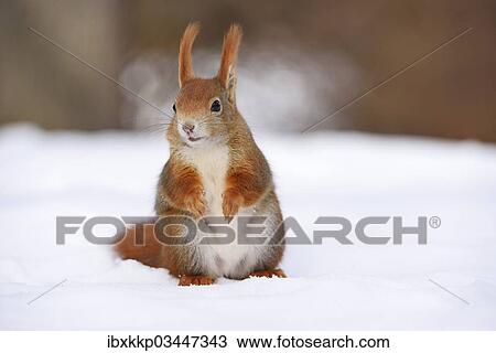 "Red Squirrel (Sciurus vulgaris) in the snow in winter, Leipzig, Saxony, Germany, Europe" View Large Photo Image Stock Image - "Red Squirrel (Sciurus vulgaris) in the snow in winter, Leipzig, Saxony, Germany, Europe". Fotosearch