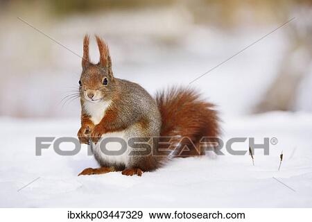 "Red Squirrel (Sciurus vulgaris) in the snow in winter, Leipzig, Saxony, Germany, Europe" View Large Photo Image Stock Photo - "Red Squirrel (Sciurus vulgaris) in the snow in winter, Leipzig, Saxony, Germany, Europe". Fotosearch
