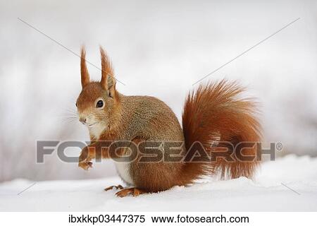 "Red Squirrel (Sciurus vulgaris) in the snow in winter, Leipzig, Saxony, Germany, Europe" View Large Photo Image Stock Photography - "Red Squirrel (Sciurus vulgaris) in the snow in winter, Leipzig, Saxony, Germany, Europe". Fotosearch