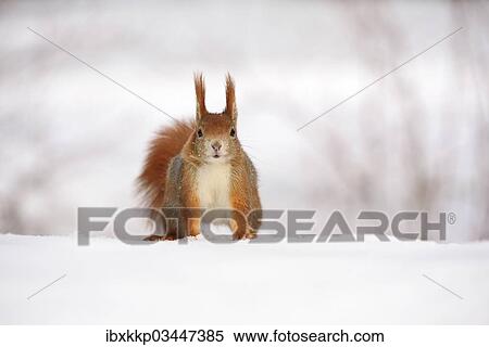 "Red Squirrel (Sciurus vulgaris) in the snow in winter, Leipzig, Saxony, Germany, Europe" View Large Photo Image Stock Photography - "Red Squirrel (Sciurus vulgaris) in the snow in winter, Leipzig, Saxony, Germany, Europe". Fotosearch