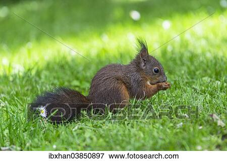 "Red Squirrel (Sciurus vulgaris) on a meadow, feeding, Lower Austria, Austria, Europe" View Large Photo Image Stock Photo - "Red Squirrel (Sciurus vulgaris) on a meadow, feeding, Lower Austria, Austria, Europe". Fotosearch