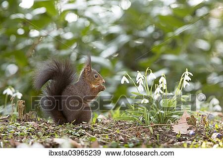 "Red Squirrel (Sciurus vulgaris) on a spring meadow, Baden-Wurttemberg, Germany, Europe" View Large Photo Image Stock Photo - "Red Squirrel (Sciurus vulgaris) on a spring meadow, Baden-Wurttemberg, Germany, Europe". Fotosearch