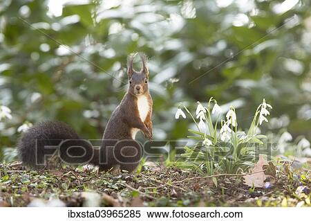 Stock Photography - "Red Squirrel (Sciurus vulgaris) on a spring meadow, Baden-Wurttemberg, Germany, Europe". Fotosearch