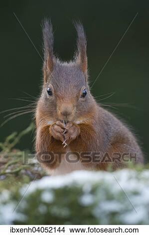 "Red Squirrel (Sciurus vulgaris), Emsland, Lower Saxony, Germany, Europe" View Large Photo Image Picture - "Red Squirrel (Sciurus vulgaris), Emsland, Lower Saxony, Germany, Europe". Fotosearch