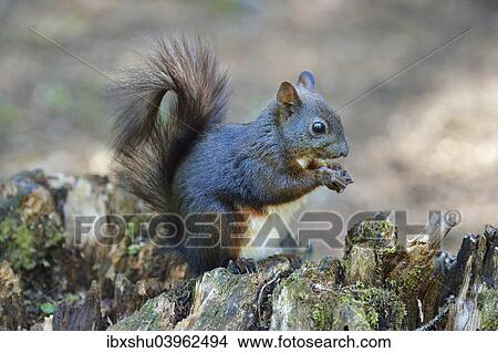 "Red Squirrel (Sciurus vulgaris) feeding, Canton of Graubunden, Switzerland, Europe" View Large Photo Image Picture - "Red Squirrel (Sciurus vulgaris) feeding, Canton of Graubunden, Switzerland, Europe". Fotosearch