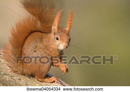 Picture - "Red Squirrel (Sciurus vulgaris), Hesse, Germany, Europe". Fotosearch