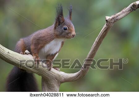"Red Squirrel (Sciurus vulgaris), Emsland, Lower Saxony, Germany, Europe" View Large Photo Image Stock Image - "Red Squirrel (Sciurus vulgaris), Emsland, Lower Saxony, Germany, Europe". Fotosearch