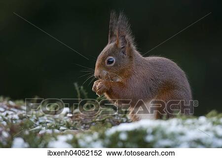 "Red Squirrel (Sciurus vulgaris), Emsland, Lower Saxony, Germany, Europe" View Large Photo Image Stock Image - "Red Squirrel (Sciurus vulgaris), Emsland, Lower Saxony, Germany, Europe". Fotosearch