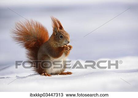 "Red Squirrel (Sciurus vulgaris) feeding in the snow in winter, Leipzig, Saxony, Germany, Europe" View Large Photo Image Stock Image - "Red Squirrel (Sciurus vulgaris) feeding in the snow in winter, Leipzig, Saxony, Germany, Europe". Fotosearch