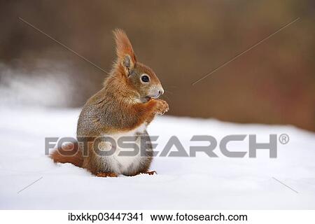 "Red Squirrel (Sciurus vulgaris) feeding in the snow in winter, Leipzig, Saxony, Germany, Europe" View Large Photo Image Stock Image - "Red Squirrel (Sciurus vulgaris) feeding in the snow in winter, Leipzig, Saxony, Germany, Europe". Fotosearch